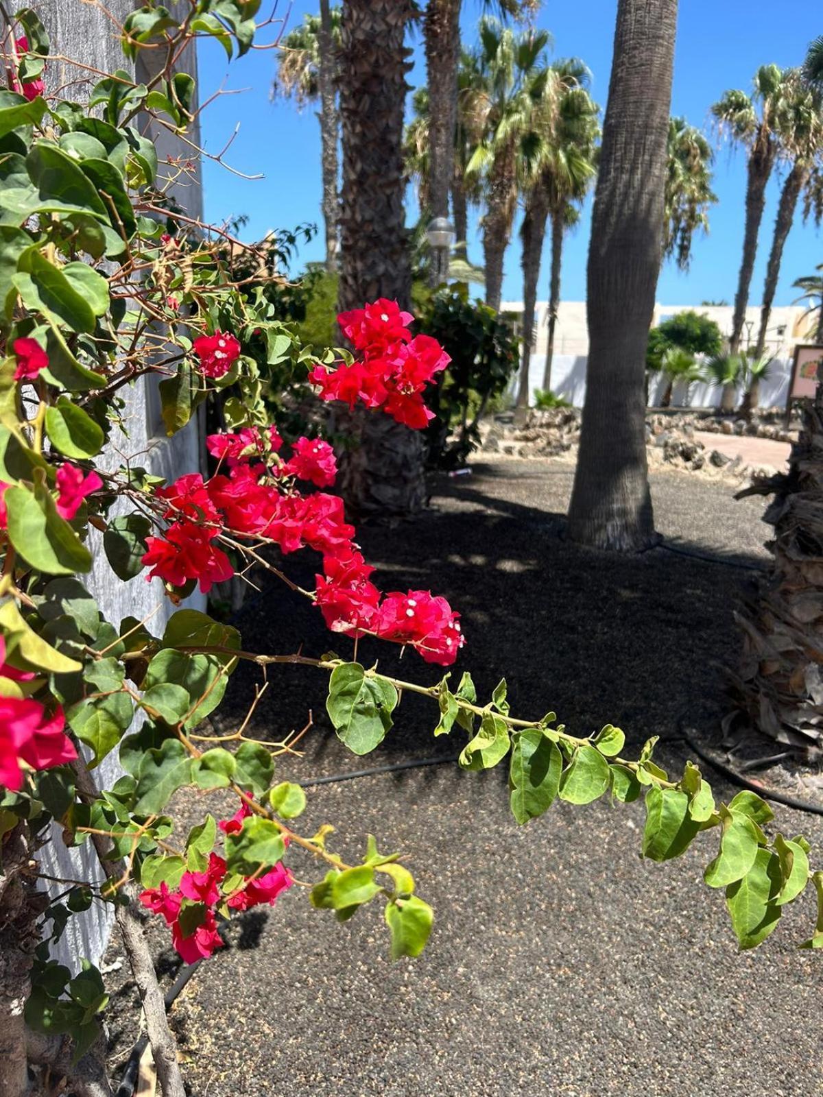 Apartamentos Gala Corralejo Bagian luar foto