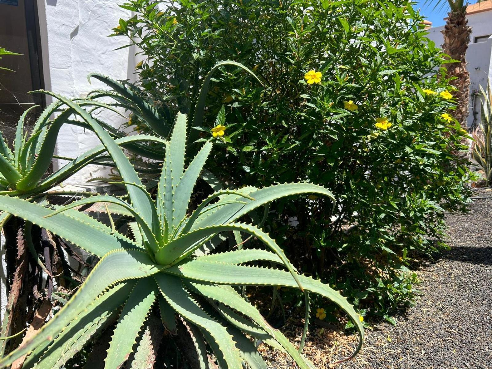 Apartamentos Gala Corralejo Bagian luar foto